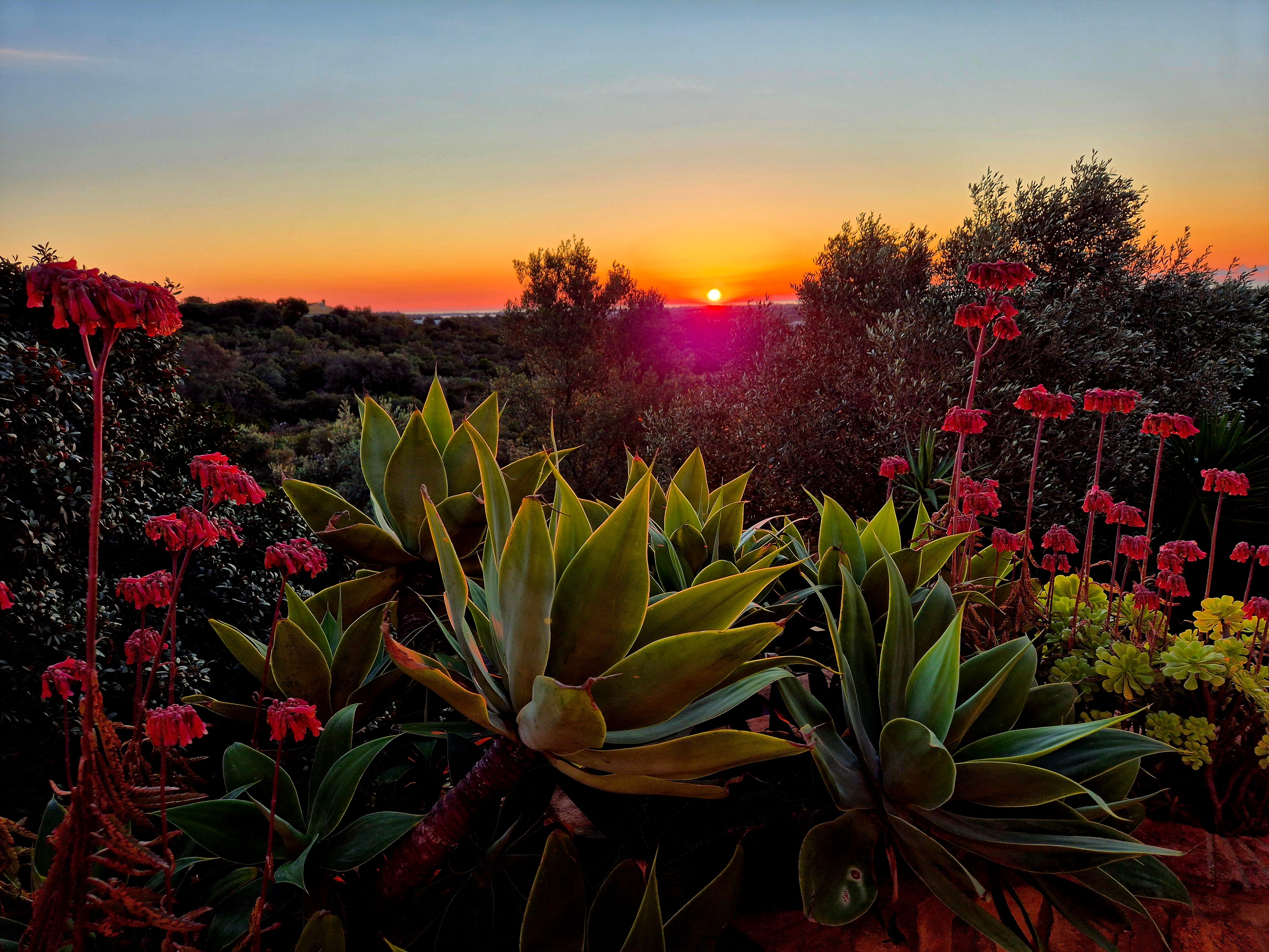 Golden-hour sunset over a Portuguese hillside garden, with agave succulents and coral-red flowers in the foreground beneath an orange sky.