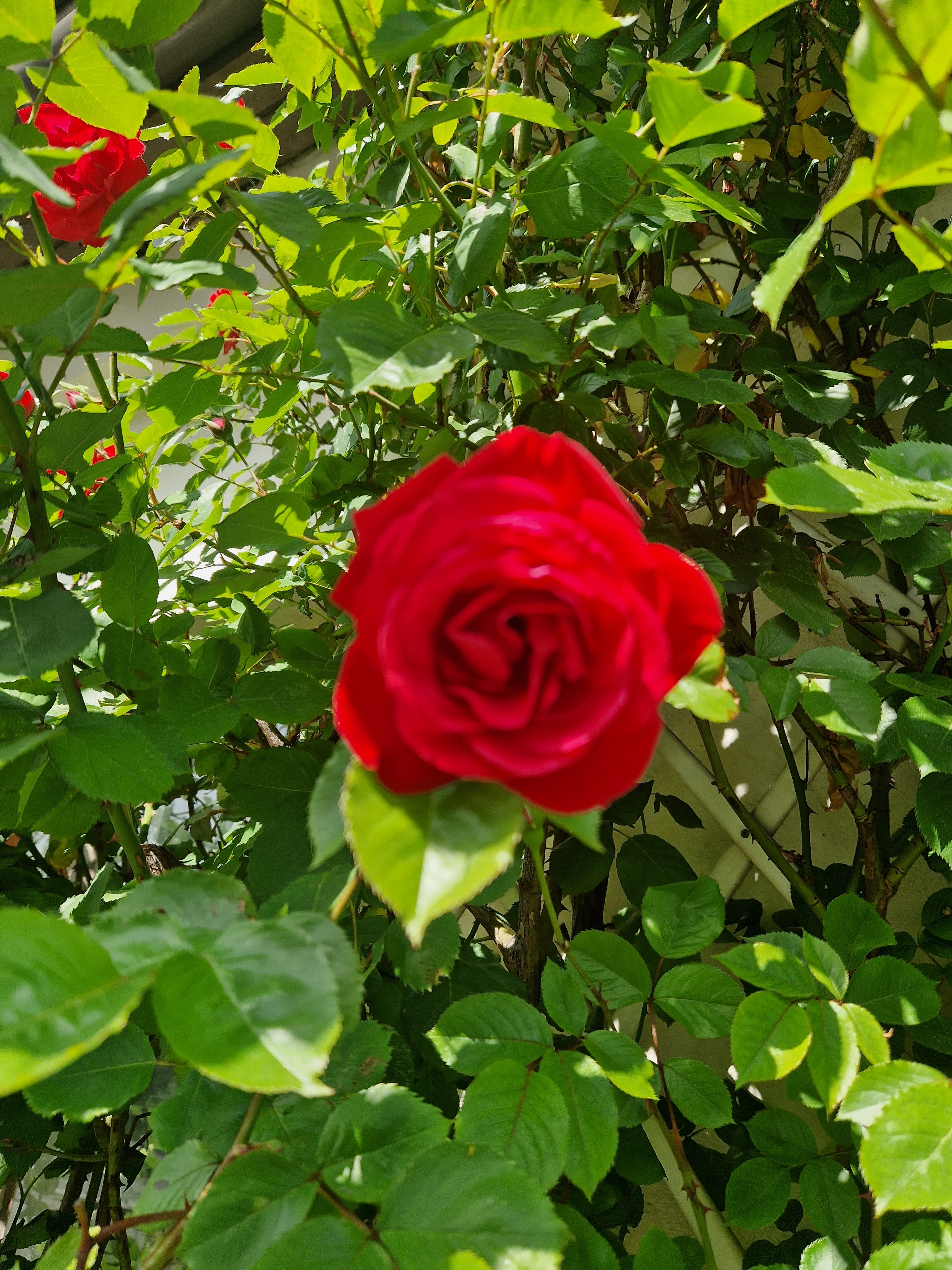 A single red rose in full bloom among sunlit green foliage.